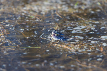 Blue frog on the surface of a swamp. The blue-tailed frog- rana arvalis at the time of mating sits on the surface of the pond. Its image is reflected in the water. The background has a beautiful bokeh