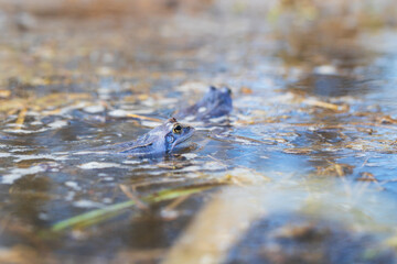 Blue frog on the surface of a swamp. The blue-tailed frog- rana arvalis at the time of mating sits on the surface of the pond. Its image is reflected in the water. The background has a beautiful bokeh
