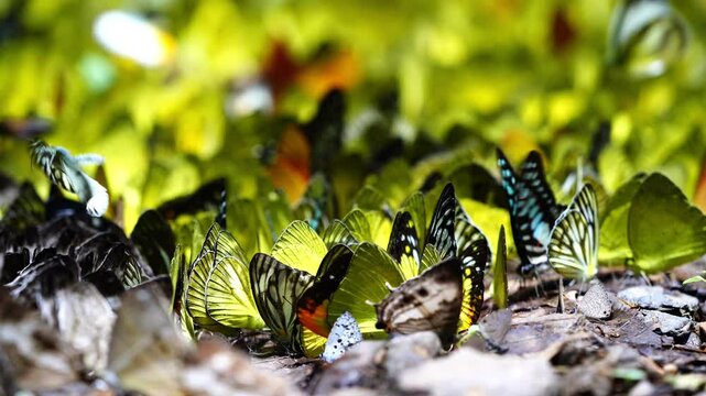 A group of butterflies eats food on the ground. Ban Krang Camp, Phetchaburi, Thailand