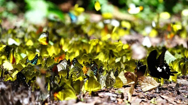 A group of butterflies eats food on the ground. Ban Krang Camp, Phetchaburi, Thailand