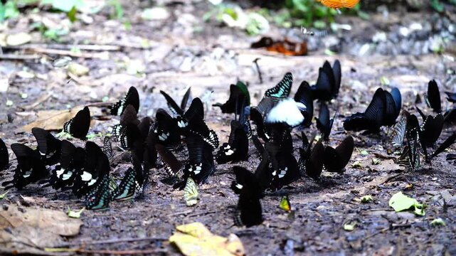 A group of butterflies eats food on the ground. Ban Krang Camp, Phetchaburi, Thailand