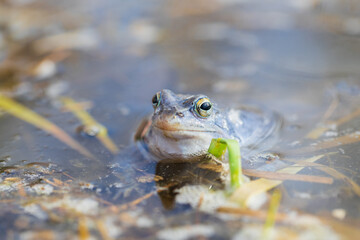Blue frog on the surface of a swamp. The blue-tailed frog- rana arvalis at the time of mating sits on the surface of the pond. Its image is reflected in the water. The background has a beautiful bokeh