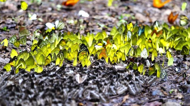 A group of butterflies eats food on the ground. Ban Krang Camp, Phetchaburi, Thailand