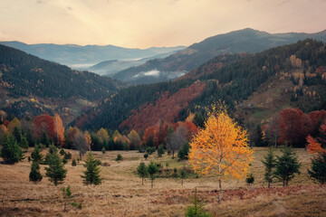 A yellow leaved tree stands tall in a field, with mountains in the backdrop