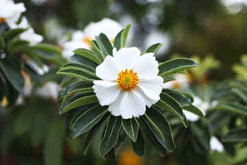 Flowering plant with white petals, bright yellow center, thriving in natural setting - Powered by Adobe