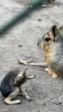 Animals in eco zoo,Wildlife,Ecosafari,feeding animals in the wild