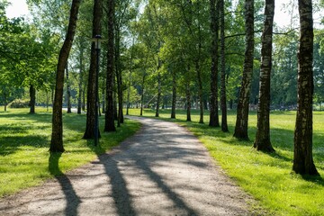Fototapeta premium Serene park pathway lined with tall trees casting shadows on a sunny day