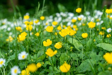 Close-up of vibrant yellow and white wildflowers in a lush green meadow.