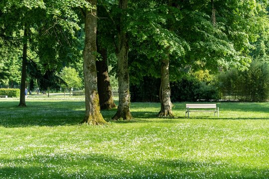 Serene park scene with a white bench under the shade of large trees on a sunny day