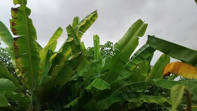 Up close, you can see a collection of banana trees swaying due to very strong gusts of wind.