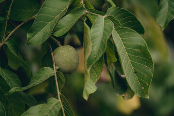 Fototapeta premium Close-Up of Green Unripe Walnut Hanging on Tree Branch