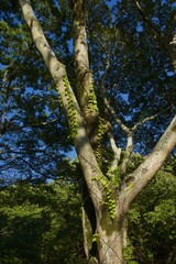 Fototapeta premium 酒津公園の秋 曼珠沙華 彼岸花