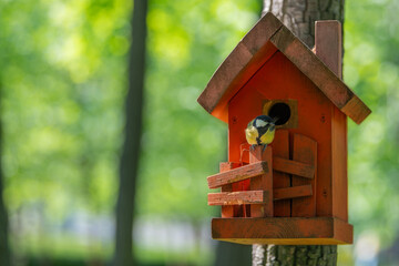 A tit near her orange birdhouse in a green park.