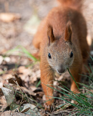 Close-up of an orange squirrel in a green park in the warm season.