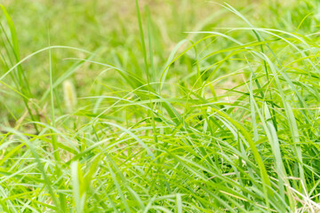 雑草と緑の草、草抜き作業前後の風景