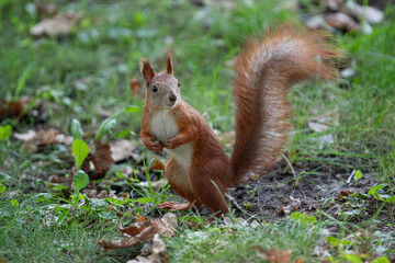 An orange squirrel in a green park in the warm season. © Oleksandr Zinchenko