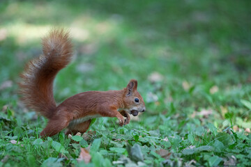 An orange squirrel with a nut in a green park in the warm season. Running on the grass.