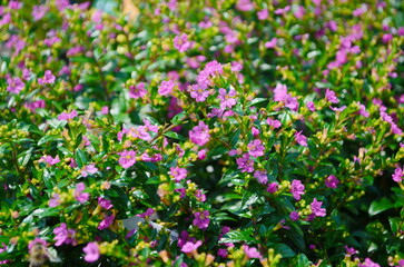 Cuphea is a compact shrub with small, delicate, lavender or pink star-shaped flowers. The bright green, narrow leaves create a lush backdrop, adding to its ornamental appeal.