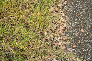 雑草と緑の草、草抜き作業前後の風景