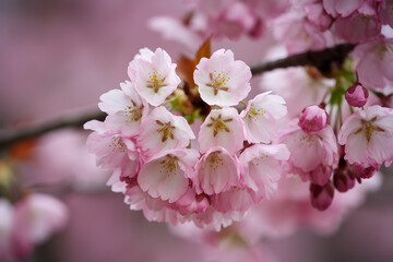 Obraz premium Delicate pink cherry blossoms with intricate petals, set against soft pink background