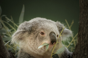 Cute Koala bear chews leaves