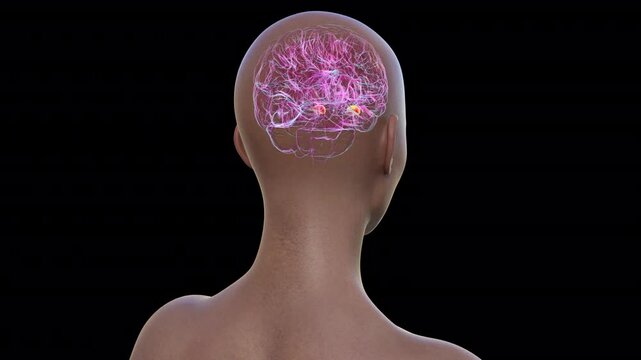 Human brain with highlighted amygdala, responsible for emotion processing, fear response, and memory formation, 3D animation.