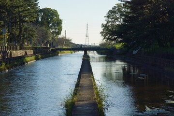 Fototapeta premium 酒津公園の秋 曼珠沙華 彼岸花