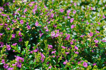 Fototapeta premium Cuphea is a compact shrub with small, delicate, lavender or pink star-shaped flowers. The bright green, narrow leaves create a lush backdrop, adding to its ornamental appeal.