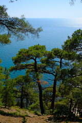 View of the sea from a cliff in the forest