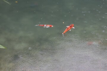 Fototapeta premium Koi fish swimming gracefully in rainy waters a serene nature scene