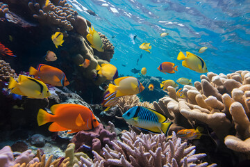 Fototapeta premium Tropical fish swim through coral reef, vibrant colors create lively underwater scene