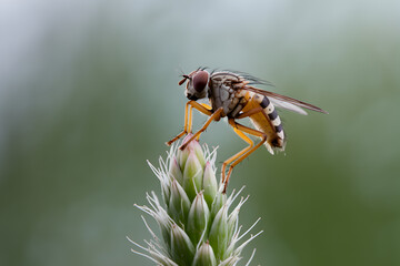 Fly perches on plant stem, soft blurred green background highlights serene nature