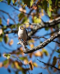White-Crested Helmetshrike
