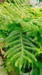Araucaria heterophylla plants with beautiful green leaves