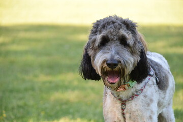 Bernedoodle dog black and white portrait close up