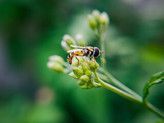 A Sphaerophoria is seen perched on a flower in a garden