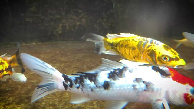 group of vividly colored koi fish gracefully swim in a serene pond. Their vibrant scales and patterns are highlighted by the clear water, creating a peaceful and mesmerizing scene