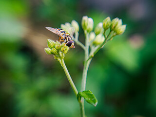 A Sphaerophoria is seen perched on a flower in a garden