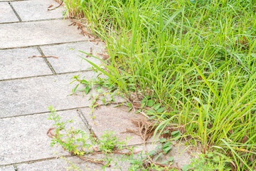 雑草と緑の草、草抜き作業前後の風景