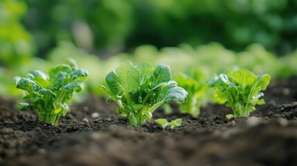 Obraz premium Green Lettuce Seedlings Growing in Soil