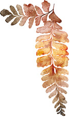 Watercolor Illustration of Fern Leaf
