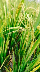 rice's crop filed