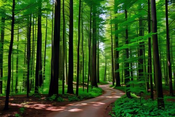 Fototapeta premium Forest Path A winding path through a dense forest with tall tree