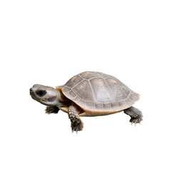 Obraz premium Close-up of a small tortoise on a transparent background