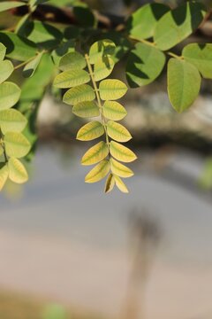 leaves hanging from a olant