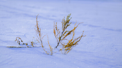 Branches of plants are struggling to make their way through the large, white snowdrifts. It's a...