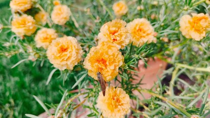 Yellow Portulaca gradniflora Gold flower