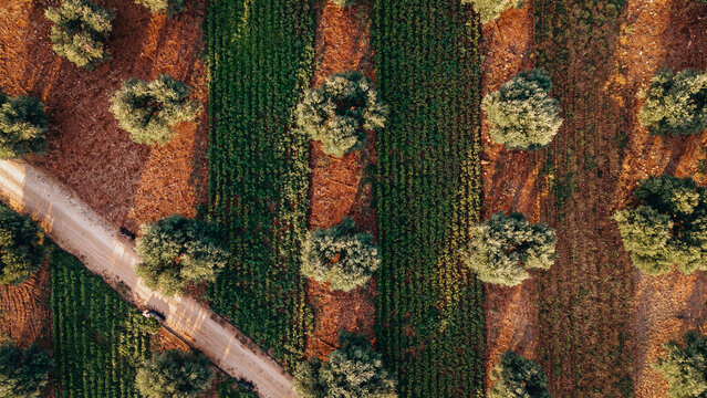 Aeral view of olive trees fields in Puglia