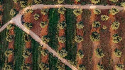 Aeral view of olive trees fields in Puglia