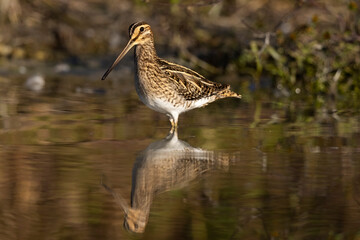 Beccaccino in palude al tramonto